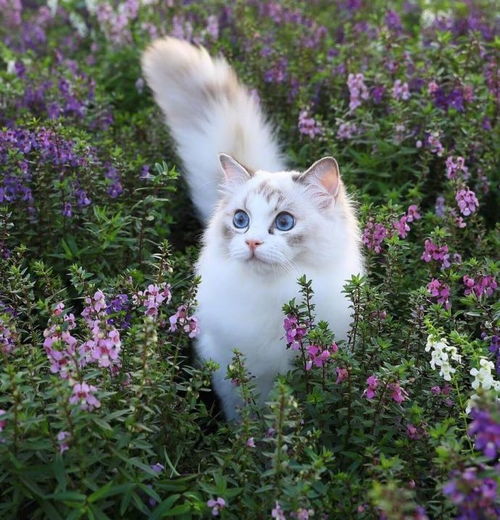 猫咪维秘大秀,你中意哪位模特
