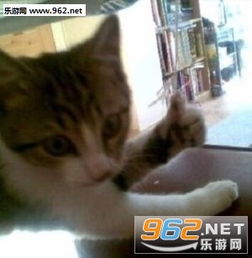 点赞猫表情大合集下载猫点赞表情包下载无水印乐游网游戏下载