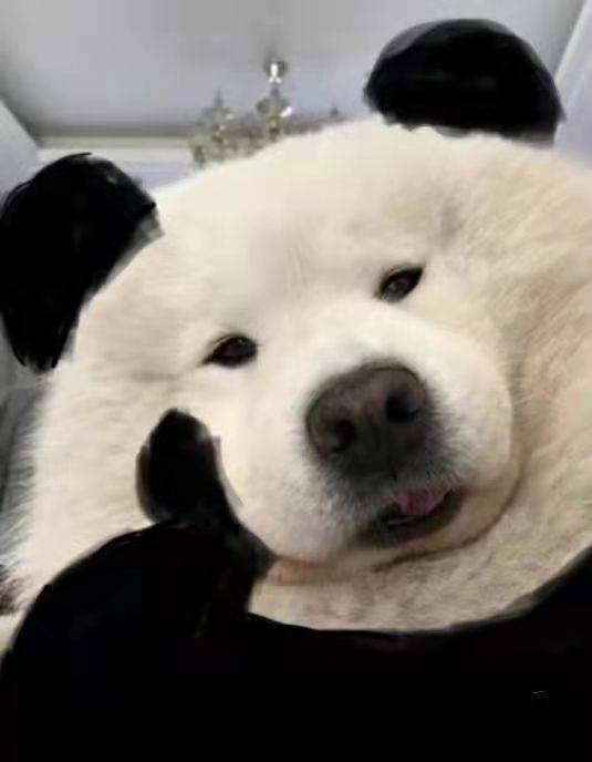 珍惜时间表情包狗狗