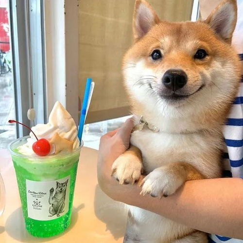 百科柴犬,宇宙第一表情包小王子