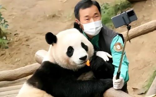 印度14年向中国租赁熊猫40次,被拒后,直接自己生产熊猫