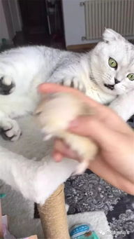 猫咪抱着仓鼠不撒手,从它的怀里抢了过来,猫咪的表情亮了