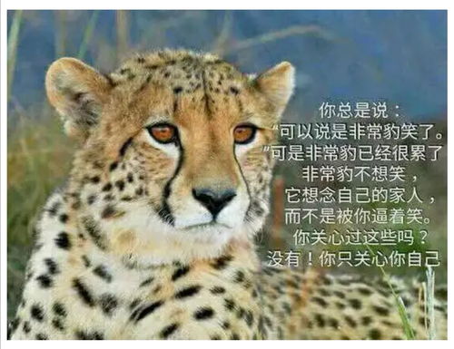 我是一只非常豹,最近不太想笑