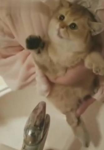 小奶猫一听到要洗澡,表情立马变的惊恐,网友到我怀里来