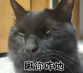全新猫咪斗图表情包来啦