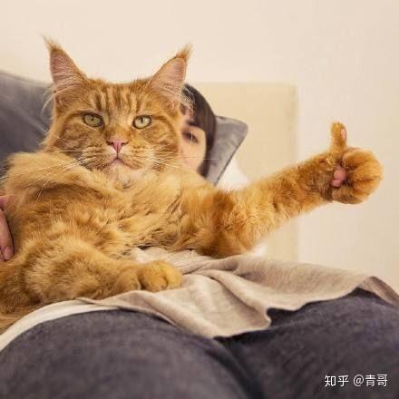 小米米家智能门锁选购指南哪一款指纹锁值得买纯干货内涵小米智能门锁各款对比