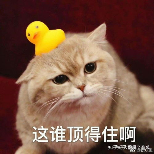 适合撩汉的可爱猫猫狗狗表情包速来收藏