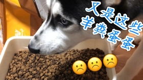 二哈吃饭表情竟然如此忧伤