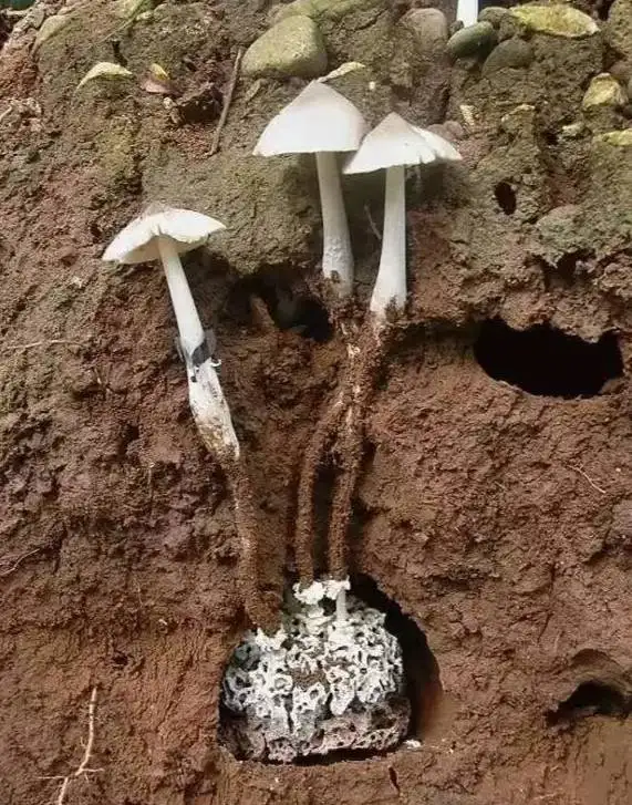 宜宾山间的这种美味,4颗竟然卖100元你吃过吗