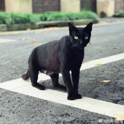 上海西南某高校猫奴的天堂高校中的撸猫圣地,何必再去云养猫