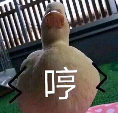 快手上很火的表情包鸭子