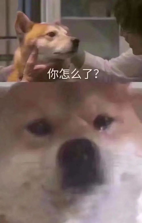 表情包模板