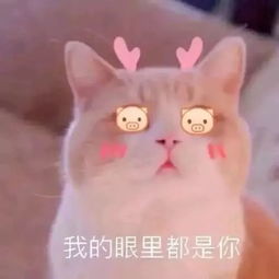 萌力max喵星人来袭速来围观