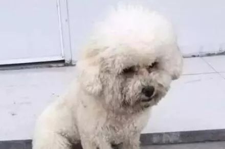 比熊犬滚泥坑回来一脸认错伤心的表情,得到主人原谅后,它竟然.....