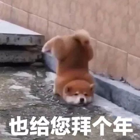 新年狗狗表情包,我已经存好了