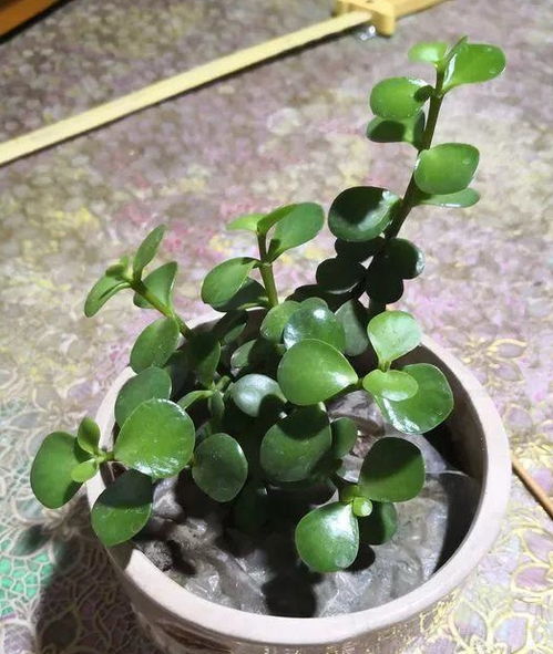 花友陈大妈只爱金枝玉叶,用了3招成老桩,看这枝条,太美了修剪