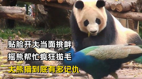贴脸开大当面挑衅,摇熊帮忙疯狂拔毛,大熊猫到底有多记仇