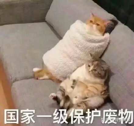 疯狂的动物表情包讲道理