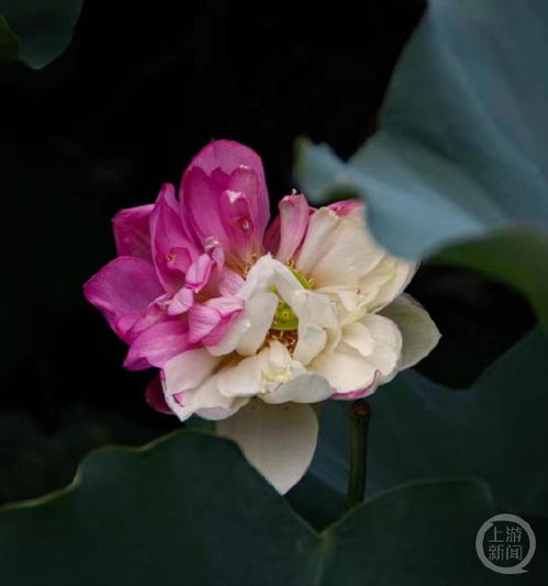 被人摘走后,校内再次出现多朵双色荷花,高校回应