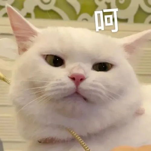 女生喜欢用的可爱表情包