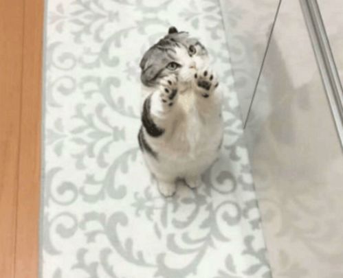主人缩减猫咪的食物,猫发现后经常跑厨房要吃的,哀怨的表情亮了