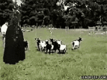 坑爹图片表情包gif