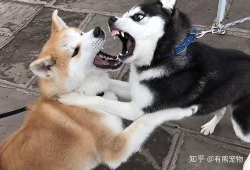 狗狗爱打架,怎么让它和别的狗和平相处