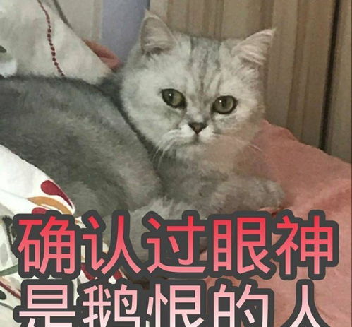 15张超级可爱猫咪表情包,生活很苦,可猫咪很甜呀