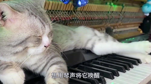 猫咪竟然会弹琴,看到最后表情瞬间亮了网友猫多芬