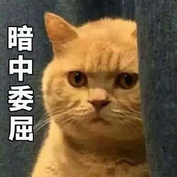 这只猫是网红猫吗看到好几次这个表情包了