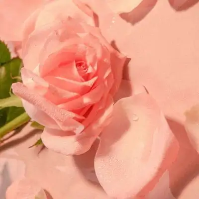 江尤玫瑰花花朵意境优雅高贵典风景静物头像我要个性网