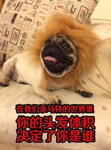 阿怪表情包第三期,狗笑得无邪,表情包疯了世界站酷zcool移动版