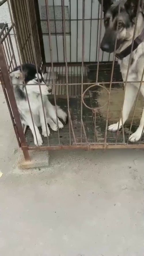 这主人心太大了,把二哈和狼青装一个笼子,二哈怕是会有阴影