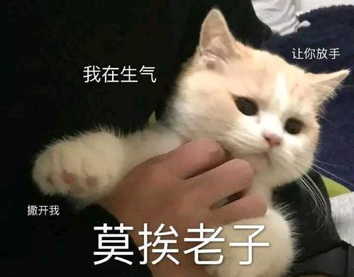 主子又双叒叕生气了还是哄不好的那种
