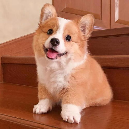 呆萌柯基犬傻笑吐舌头,表情超甜美,网友我已被电晕