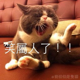 爱猫刘伯伯表情太有戏猫奴自制表情贴图大方分享