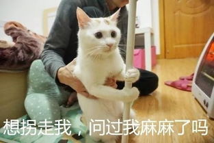 哈哈哈哈哈哈猫咪真的很喜欢抱住什么就不撒手做表情包也萌炸