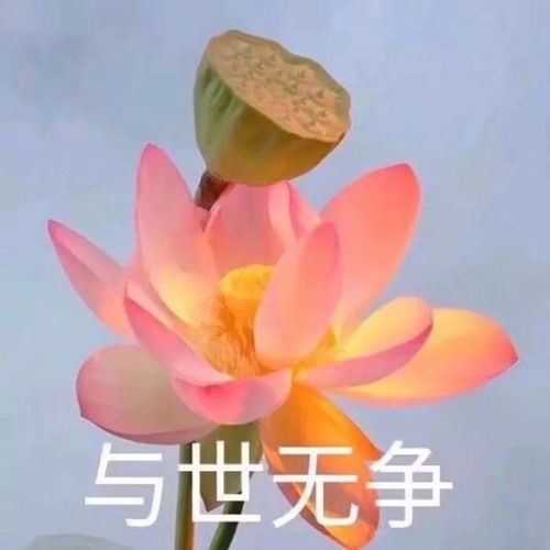 水i六级们今天翻译都考了什么花