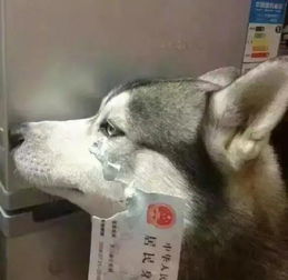 狗别看我,我不知道搞笑