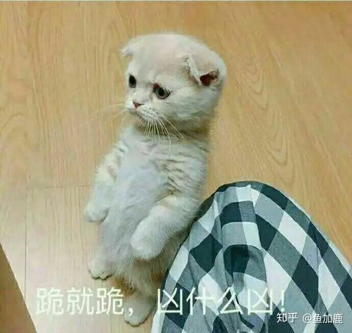 如何加一个不认识的女孩子微信认证应该怎么说