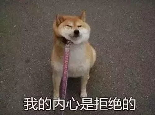 好嗨哟图片表情包狗狗