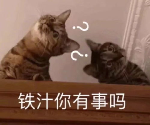 动物表情包,太可爱啦