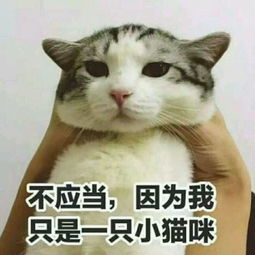 萌贱猫咪带文字表情包,聊天必备,走起