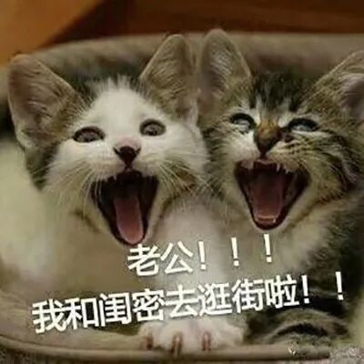 表情包老婆专用表情包,老公