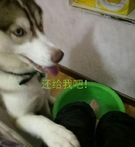 二哈白天用来喝水的盆,被主人晚上拿去泡脚,绝望的举动亮了