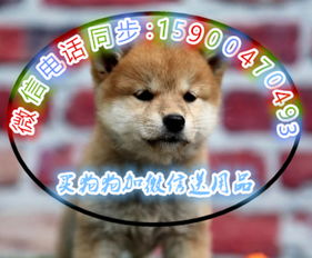 本地较大的日系柴犬专业繁殖基地可上门挑选