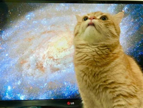 铲屎官正在收看宇宙类电视节目,猫咪跑了过来...