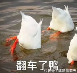 笑哭这究竟是什么沙雕物种看见什么吃什么