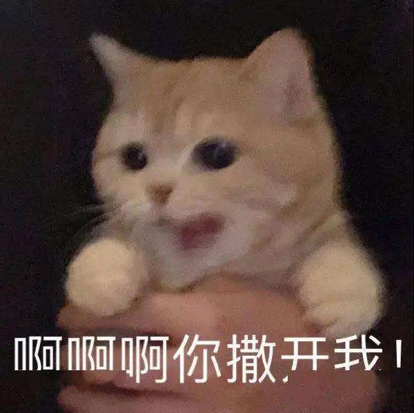 橘猫沙梨表情包