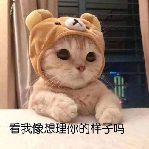 表情包这样聊天的女生太可爱了